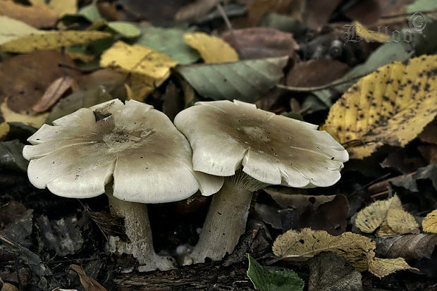 strmuľka inovaťová Clitocybe nebularis (Batsch) P. Kumm.