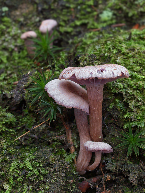 lakovka ametystová Laccaria amethystina (Huds.) Cooke