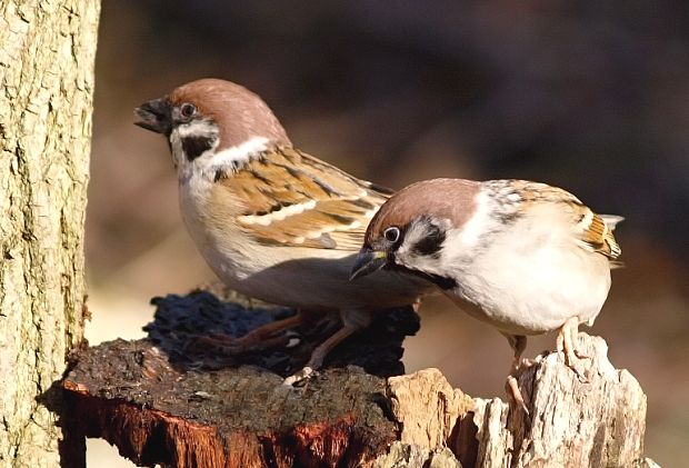 vrabec poľný Passer montanus