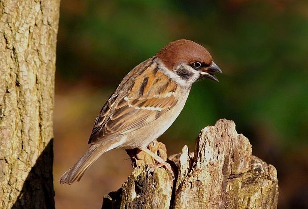 vrabec poľný Passer montanus