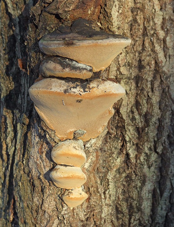 ohňovec obyčajný Phellinus igniarius (L.) Quél.