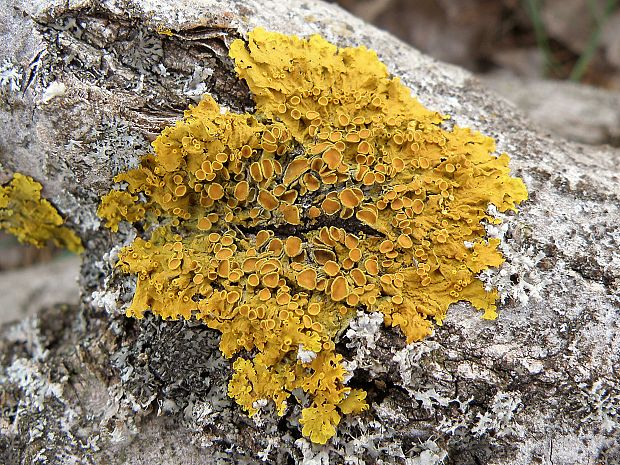 diskovník múrový Xanthoria parietina var. parietina