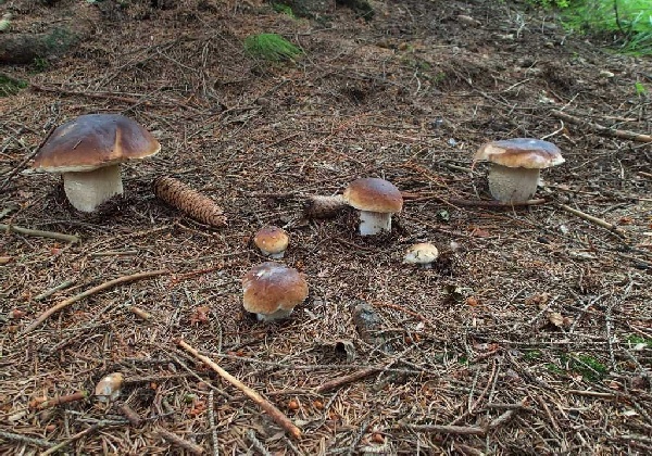 hríb smrekový Boletus edulis Bull.