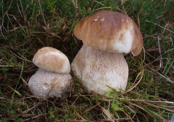 hríb smrekový Boletus edulis Bull.