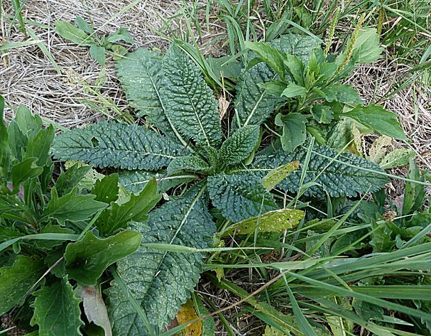 štetka lesná Dipsacus fullonum L.