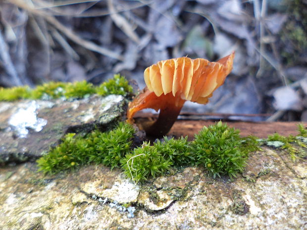 plamienka Flammulina sp.