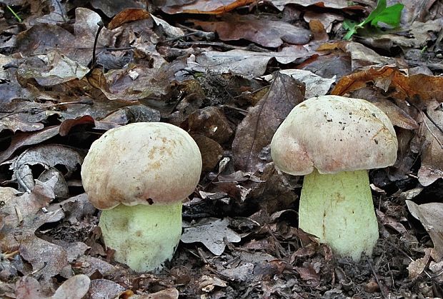 hríb plavý Hemileccinum impolitum (Fr.) Šutara