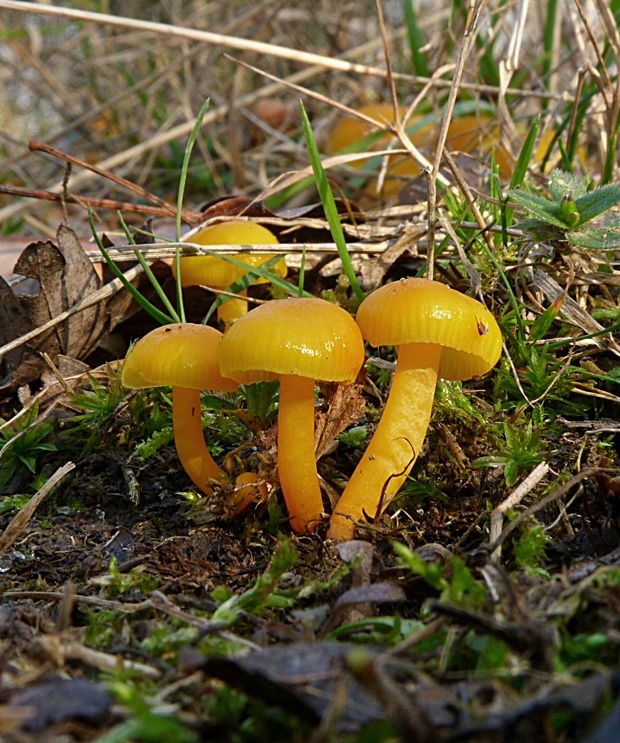 lúčnica Hygrocybe sp.