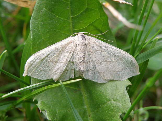 piadica kručinková / žlutokřídlec kručinkový Idaea aversata f. remutata  Linnaeus, 1758