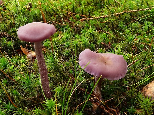 lakovka ametystová Laccaria amethystina (Huds.) Cooke