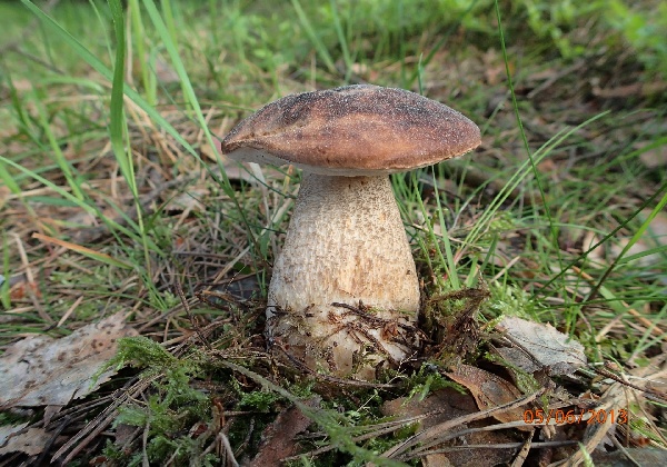 kozák brezový Leccinum scabrum (Bull.) Gray