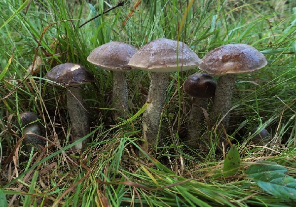 kozák sp. Leccinum sp.