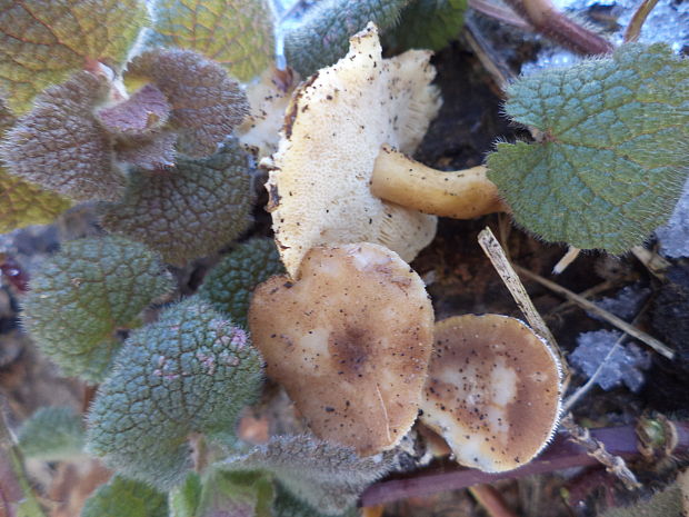 trúdnik zimný Lentinus brumalis (Pers.) Zmitr.