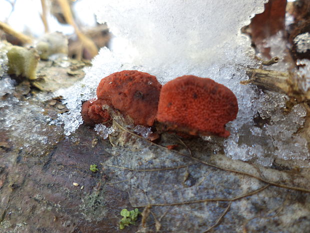 červenica rumelková Pycnoporus cinnabarinus (Jacq.) P. Karst.