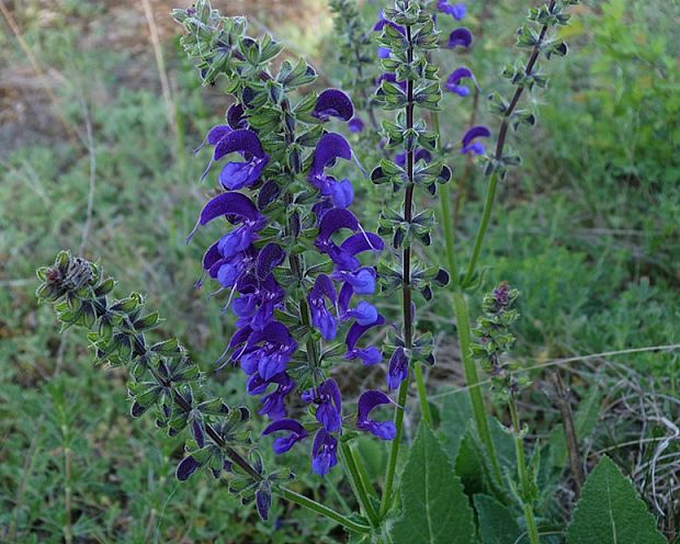 šalvia lúčna Salvia pratensis L.