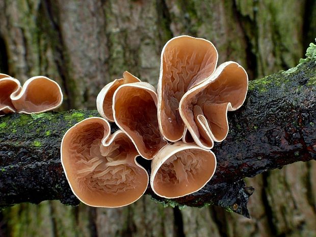 škľabka plstnatá Schizophyllum amplum (Lév.) Nakasone