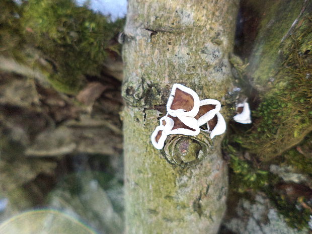 škľabka plstnatá Schizophyllum amplum (Lév.) Nakasone