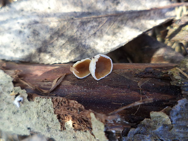 škľabka plstnatá Schizophyllum amplum (Lév.) Nakasone