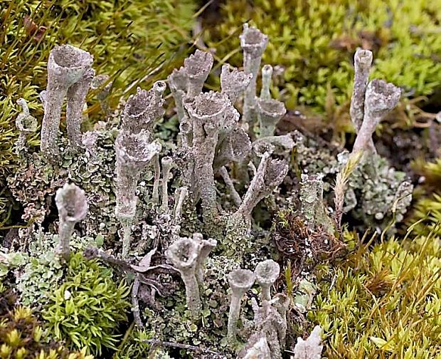 dutohlávka riasnatá Cladonia fimbriata (L.) Fr.