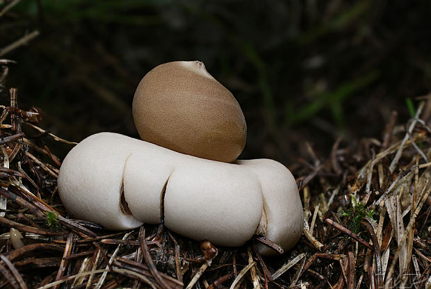 hviezdovka strapkatá Geastrum fimbriatum Fr.