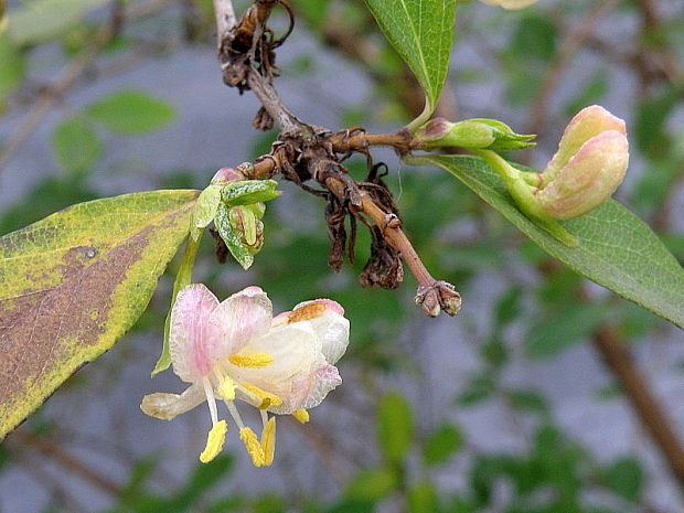 zemolez Lonicera sp.