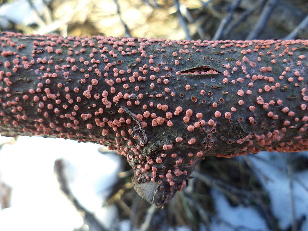 hlivka červená Nectria cinnabarina (Tode) Fr.