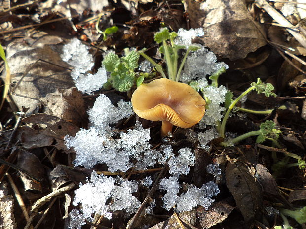 smeťovka Tubaria sp.