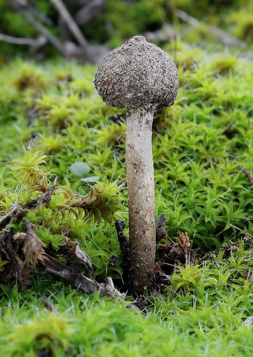 stopkovec zimný Tulostoma brumale Pers.