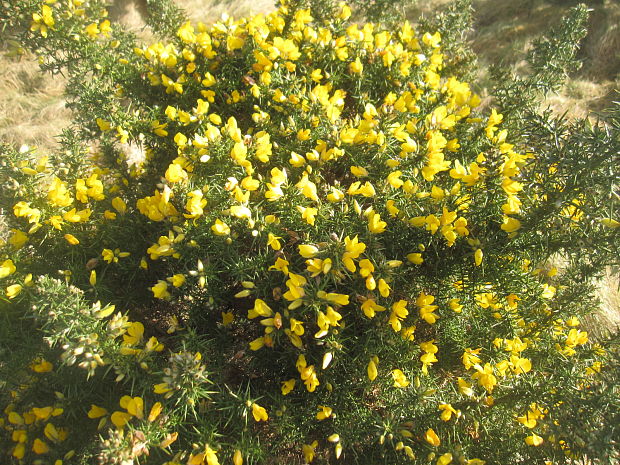 útesovec európsky Ulex europaeus L.