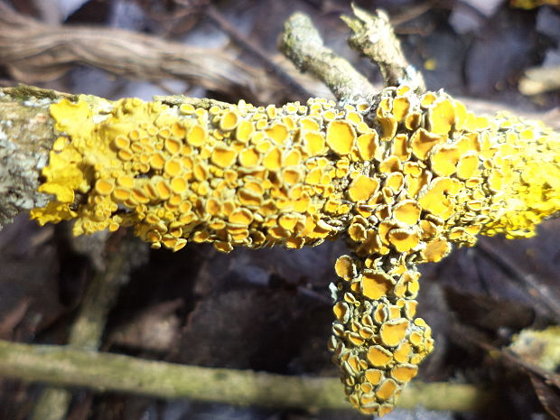 diskovník múrový Xanthoria parietina var. parietina