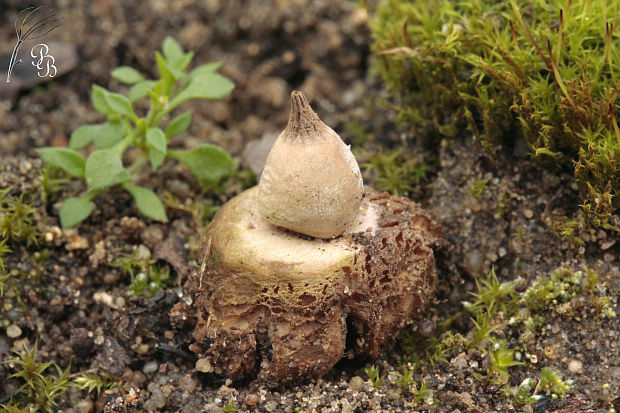 hviezdovka hnedá Geastrum elegans  Vittad.