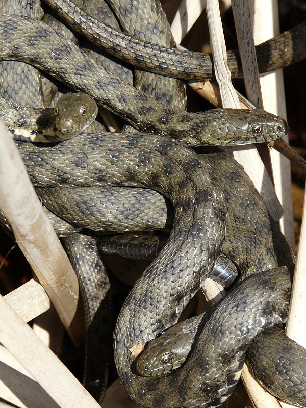 užovka fŕkaná Natrix tessellata