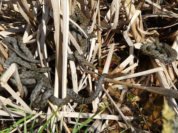 užovka fŕkaná Natrix tessellata