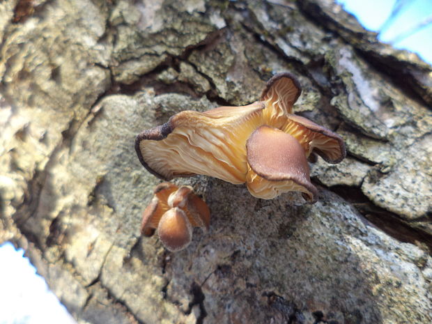 hliva Pleurotus sp.