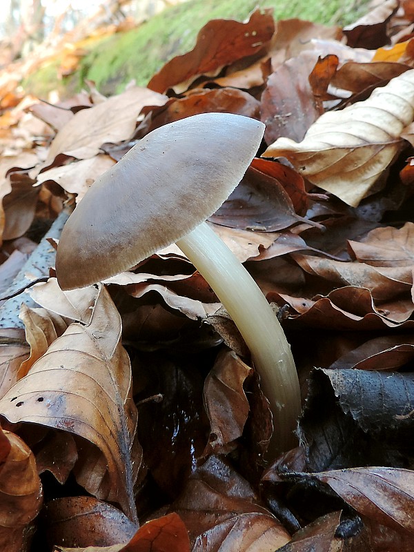 štítovka jelenia ? Pluteus cervinus ? (Schaeff.) P. Kumm.