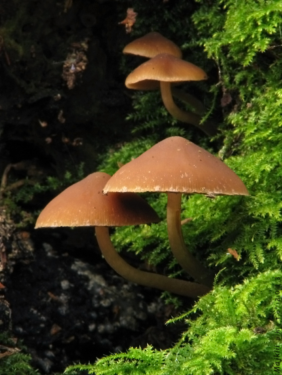 drobuľka Psathyrella laevissima (Romagn.) Singer