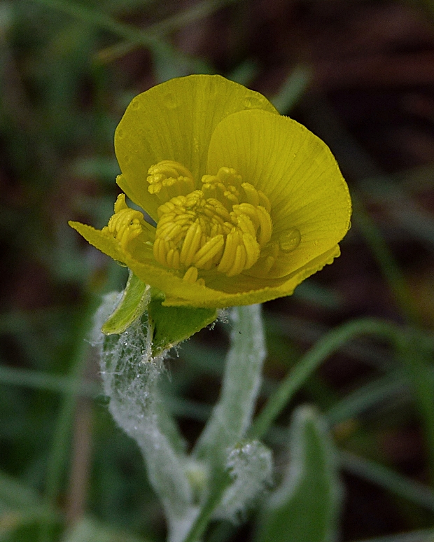 iskerník ilýrsky Ranunculus illyricus L.