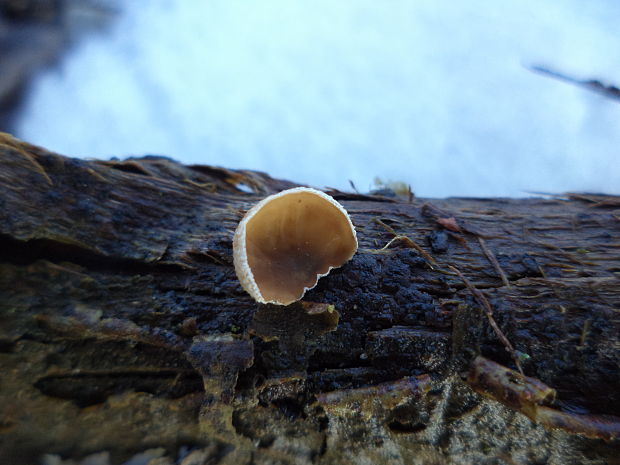 škľabka plstnatá Schizophyllum amplum (Lév.) Nakasone