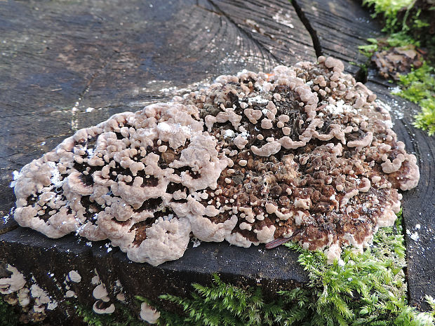 trúdnikovec pestrý ? Trametes versicolor ? (L.) Lloyd