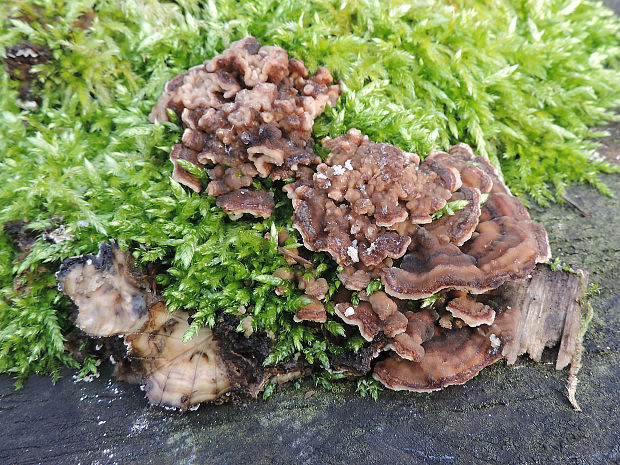 trúdnikovec pestrý Trametes versicolor (L.) Lloyd