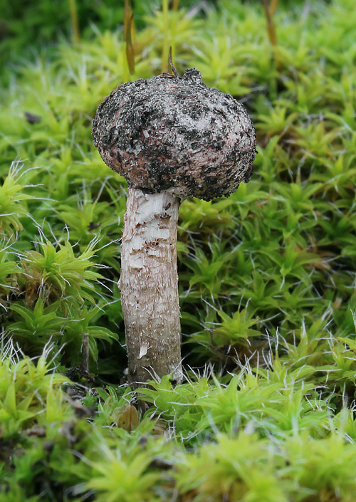 stopkovec zimný Tulostoma brumale Pers.