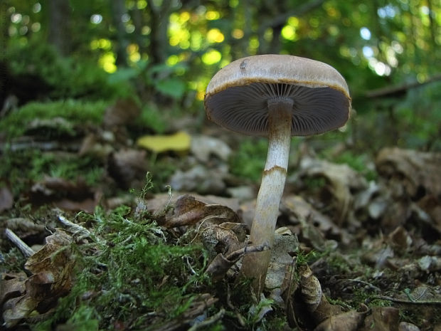 pavučinovec Cortinarius sp.