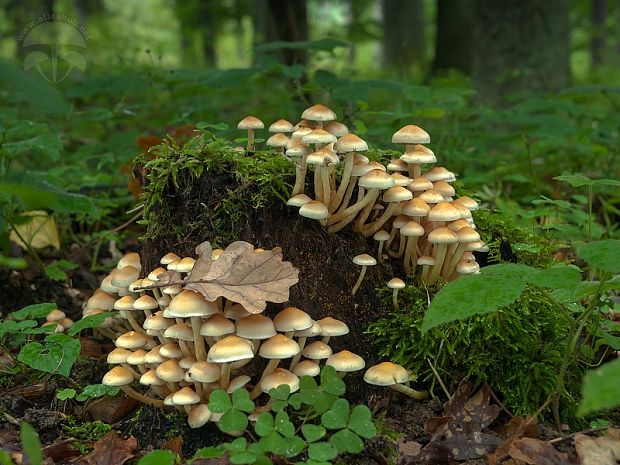 strapcovka zväzkovitá Hypholoma fasciculare (Huds.) P. Kumm.