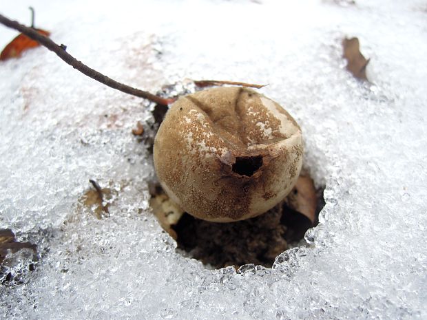 prášnica hruškovitá Lycoperdon pyriforme Schaeff.