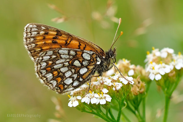 hnedáčik Melitaea sp.