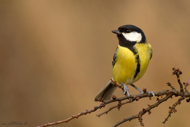 sýkorka veľká Parus major