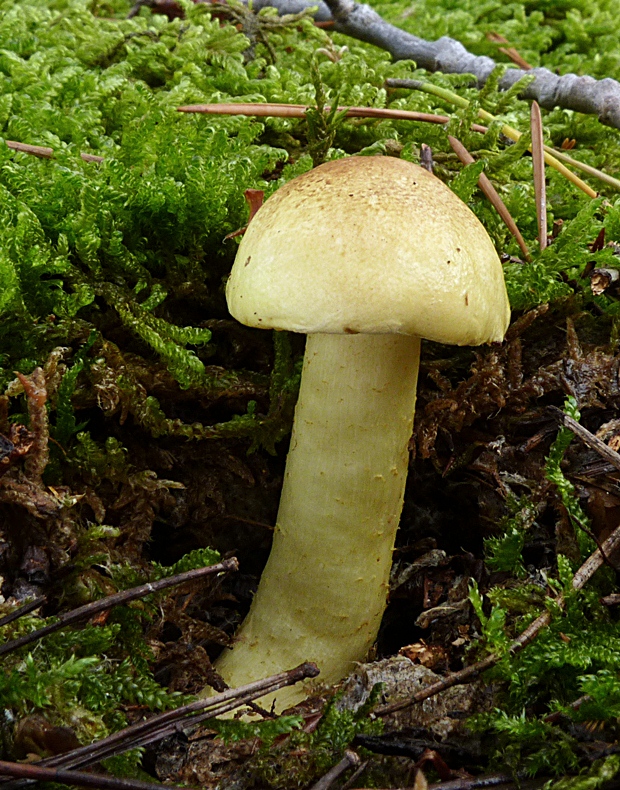 čírovka Tricholoma sp.