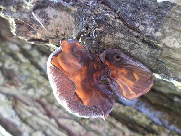 uchovec bazový Auricularia auricula-judae (Bull.) Quél.