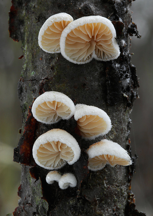 pahliva Crepidotus sp.