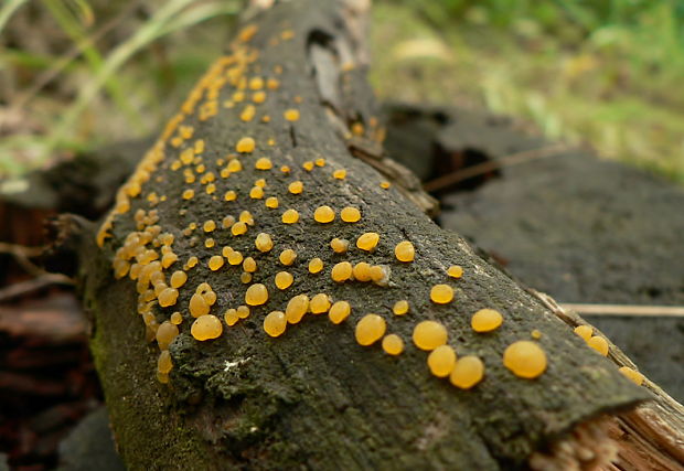 slzovec Dacrymyces sp.